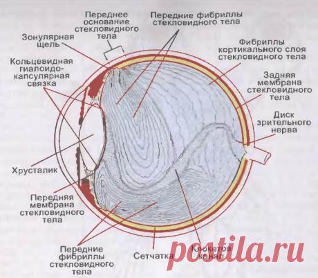 «Мошки» в глазах, или откуда берутся «битые пиксели» в стекловидном