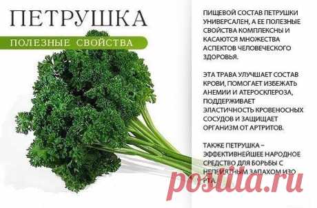 ТОП-9 самых полезных пряных трав! - rastimul.com.ua