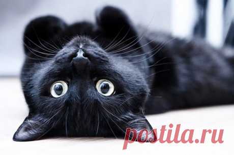 Народные приметы о кошках