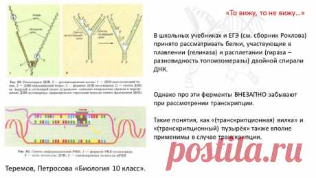 Почему-то в школьном и вузовском образовании акцентируется внимание на работе геликаз (осуществляют разрыв водородных связей в дуплексе) и топоизомераз (закручивают или раскручивают дуплексы ДНК/ДНК, ДНК/РНК, РНК/РНК) при изучении репликации. Однако эти ферменты загадочным образом забываются при изучении транскрипции. Следствие: многие уверены, что этих ферментов в транскрипционных коплексах просто нет.