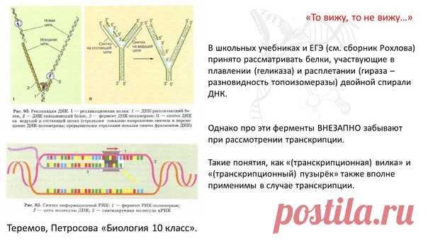 Почему-то в школьном и вузовском образовании акцентируется внимание на работе геликаз (осуществляют разрыв водородных связей в дуплексе) и топоизомераз (закручивают или раскручивают дуплексы ДНК/ДНК, ДНК/РНК, РНК/РНК) при изучении репликации. Однако эти ферменты загадочным образом забываются при изучении транскрипции. Следствие: многие уверены, что этих ферментов в транскрипционных коплексах просто нет.