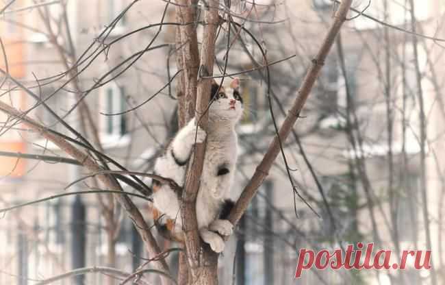 Ну что, летят? | Kote.Rjaka.com