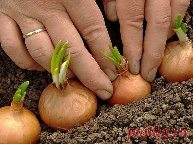(5) Одноклассники