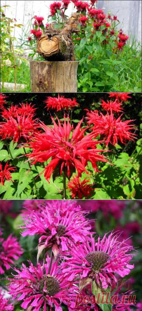 Монарда (Monarda) или бергамот.