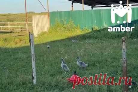 Лебедята устроили забастовку из-за пустой миски