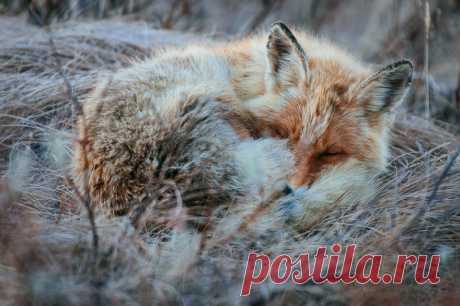 Горный инженер с Чукотки фотографирует лис