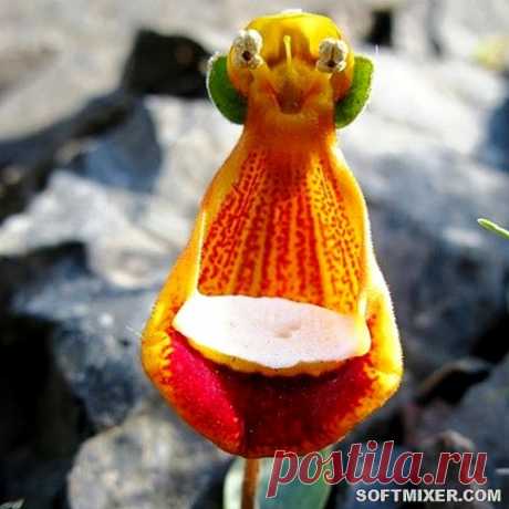 Самые причудливые и уникальные растения мира
