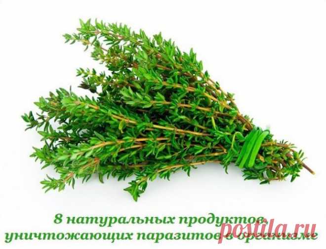 8 натуральных продуктов, уничтожающих паразитов в организме | Colors.life