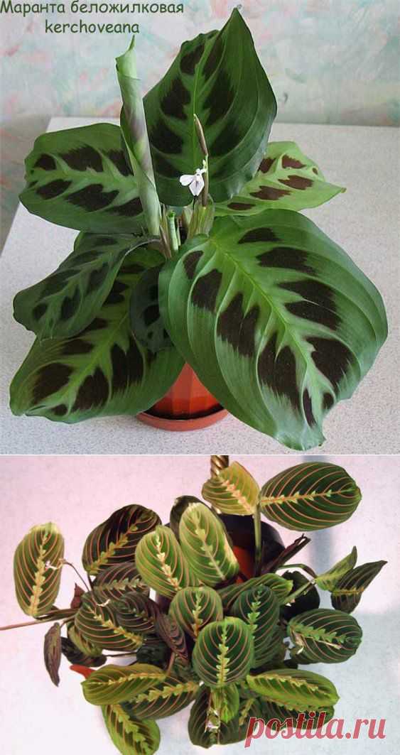 Маранта (Maranta)