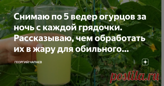 Снимаю по 5 ведер огурцов за ночь с каждой грядочки. Рассказываю, чем обработать их в жару для обильного урожая в июле Любой огородник, да даже и человек, далекий от всего этого, понимает, что в жару растения сильно теряют влагу. Для тех, у кого есть посадки на участке, это так вообще катастрофа, когда нет дождей. Ведь каждый хочет получить богатый урожай, ведь сил для этого прикладывается немало! Я тоже много лет занимаюсь огородом и грядками и понимаю, что такое долго ст...