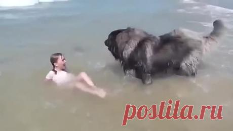 Пушистый спасатель..