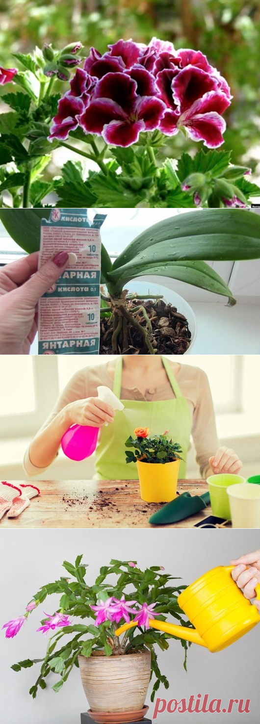 Лекарство для растений за копейки