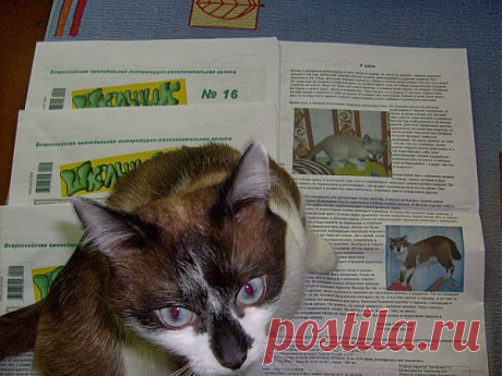 красавчик котэ &quot;)