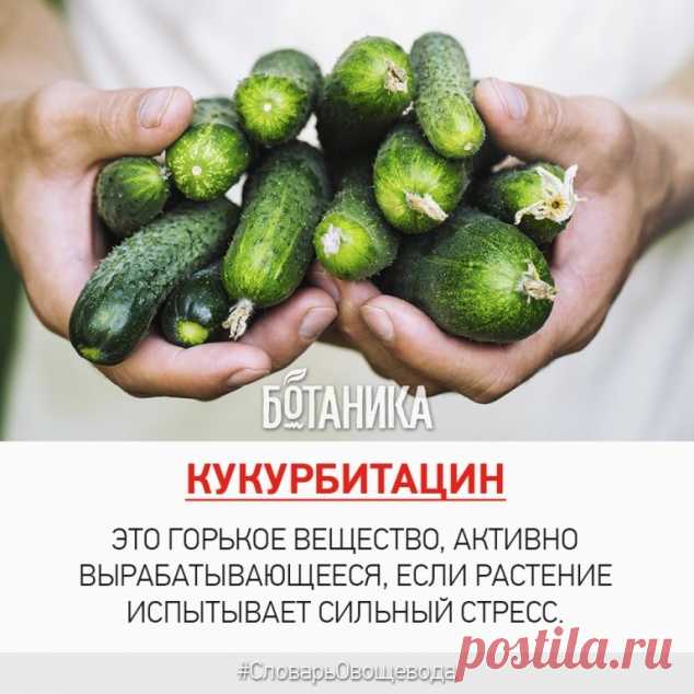 Почему горчит кабачок - Садоводка