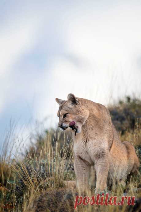 Enjoying a Full Belly Wild female Puma (Puma concolor) licks her chops while taking a look down the hill. She just finished a meal and cleaned herself off (just like a house cat). The background is a snow-covered mountain several miles behind the cat.