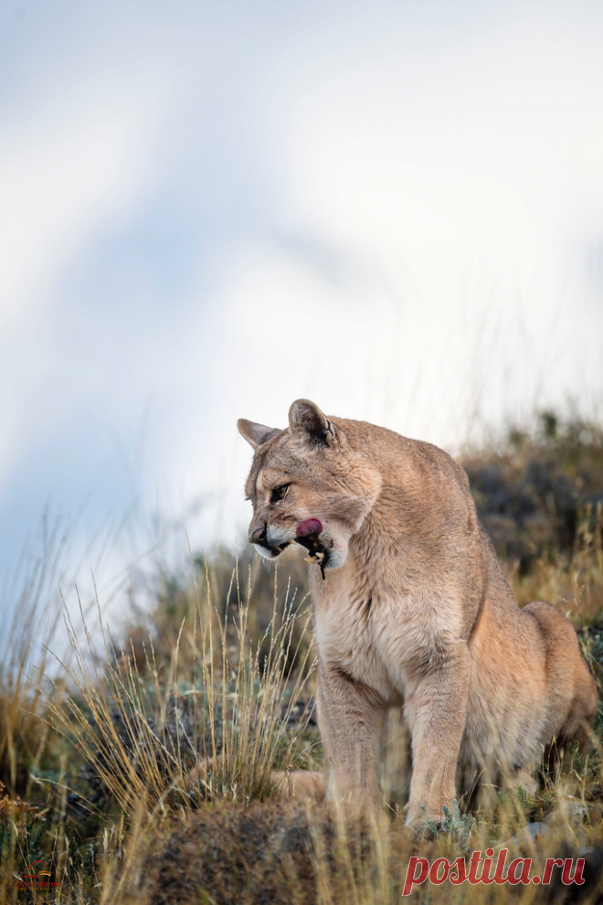 Enjoying a Full Belly Wild female Puma (Puma concolor) licks her chops while taking a look down the hill. She just finished a meal and cleaned herself off (just like a house cat). The background is a snow-covered mountain several miles behind the cat.