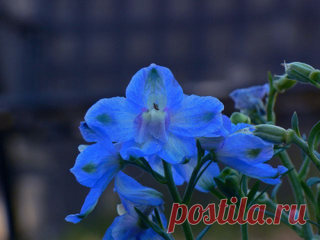 Дельфиниум - выращивание рассады из семян | Сажаем Сад