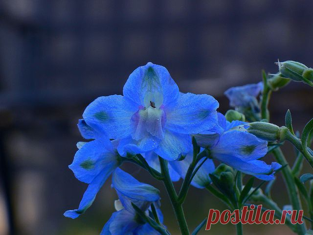 Дельфиниум - выращивание рассады из семян | Сажаем Сад