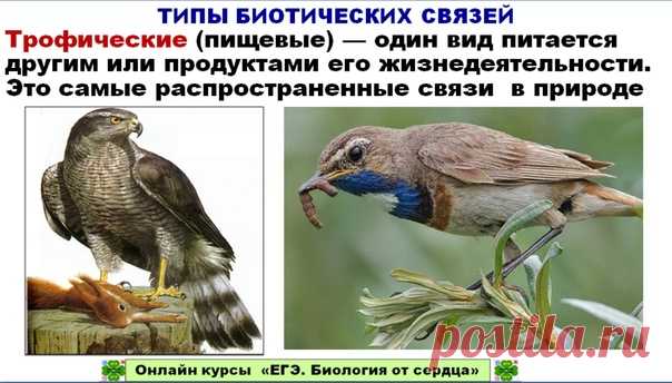 ПРОДОЛЖИМ ЭКОЛОГИЮ!!!
Поговорим о типах биотических отношений в экосистемах. В основном, в учебниках говорится о нейтральных (00), взаимовыгодных (++), взаимовредных (--), полезно-нейтральных (+0) и полезно-вредных (+-) отношениях. В пособии Петросовой и Теремова есть еще одна классификация биотических связей: трофические (самые распространенные), форические, фабрические, топические связи.
И конечно помним о нейтрализме, аменсализме, комменсализме, хищничестве, паразитизме...