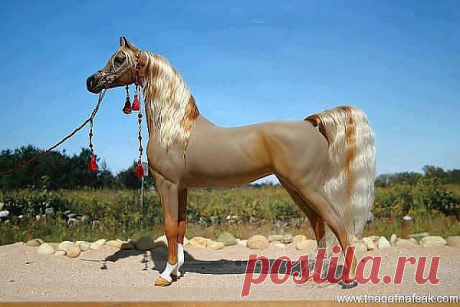 Какая шикарная грива и хвост!!! Любая дама позавидует! А стать-то- залюбуешься!