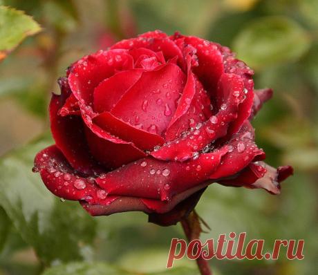 Голосование Мисс/Мистер