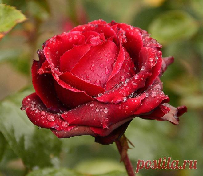 Голосование Мисс/Мистер