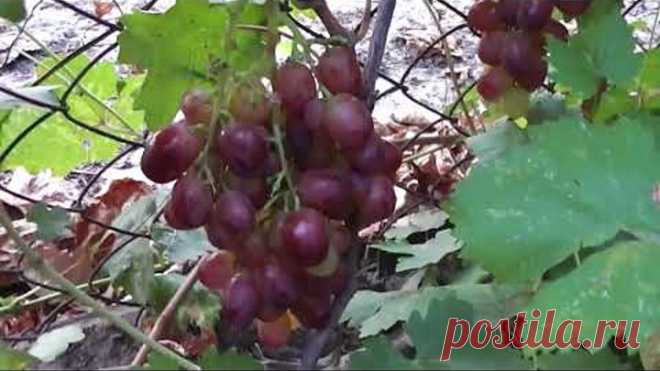 Бьютифул фингер чайная роза