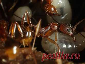 Гусеницы зомбируют муравьев музыкой