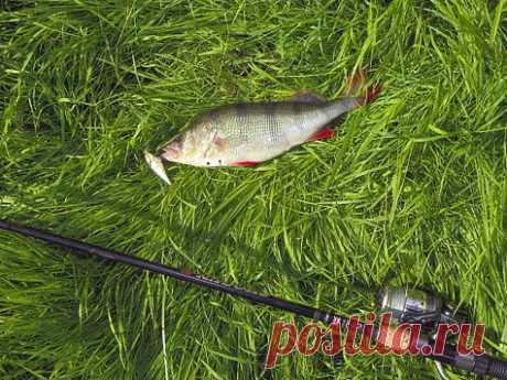 Какой нужен спиннинг?