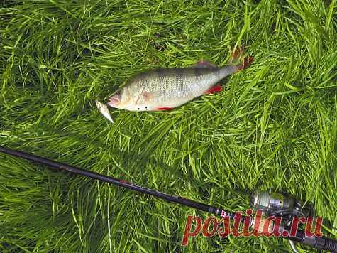 Какой нужен спиннинг?