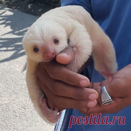 18 животных, которых вы вряд ли видели малышами