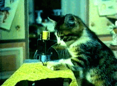 Кошки...