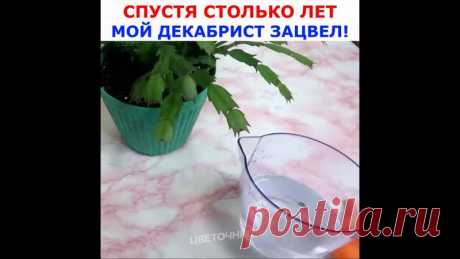 Приглашаем в нашу уютную группу Цветочница. Расскажем, покажем, поделимся секретами и все зацветет. Присоединяйтесь!
