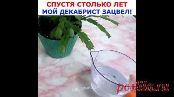 Приглашаем в нашу уютную группу Цветочница. Расскажем, покажем, поделимся секретами и все зацветет. Присоединяйтесь!