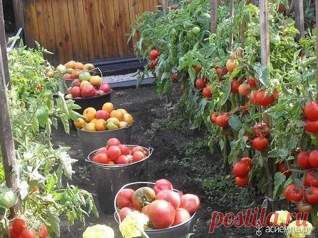 ВСЕ ЧТО НУЖНО ЗНАТЬ О ТОМАТАХ! 
!!!ШПАРГАЛКА НА ЛЕТО!!!
ДЕДОВСКИЙ РЕЦЕПТ ДЛЯ ТОМАТОВ
Этот полузабытый дедовский рецепт я выписала из старой газетной подшивки, но опробовать все не было времени. Решилась наконец в прошлом году.
Рецепт очень прост.
В трехлитровую банку заливаю 2,6-2,7 л воды без хлора (отстоянной), добавляю 100 г разведенных теплой водой дрожжей и 0,5 ст. сахара.
Накрыв марлей, держу банку в тепле, время от времени взбалтывая содержимое.
Раствор готов, когда...