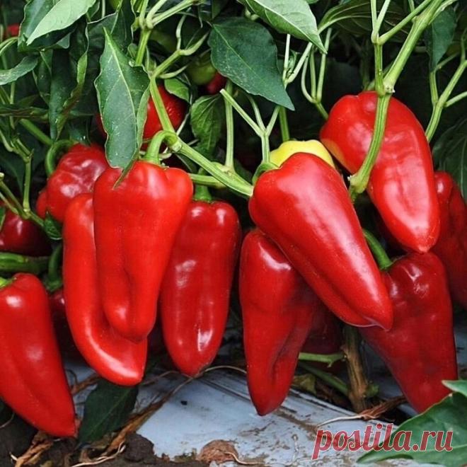 Формируем перец правильно 
⠀ 
Коронный цветок – самый первый, который образуется в первой развилке стебля. Его надо аккуратно отрезать секатором или выщипнуть 
Если вы хотите в дальнейшем собрать семена перца, то коронный бутон оставляют на 1-2 кустах. Он формирует самые здоровые семена, которые используют для дальнейшего размножения 
Нижние побеги и листья, находящиеся на стебле до первой развилки, удаляют, чтобы обеспечить кустам вентиляцию и освещение 
В теплиц...