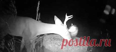 Что мы знаем об опоссумах? Сумчатые зверятки, прикидываются мертвыми при опасности (если не помогает хищно раззявленная пасть), и... беспощадно уничтожают клещей, прицепившихся к оленям! Классные они, эти опоссумы.