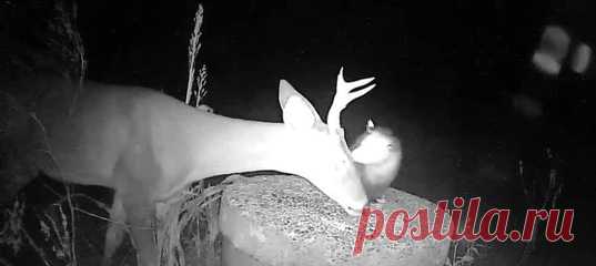 Что мы знаем об опоссумах? Сумчатые зверятки, прикидываются мертвыми при опасности (если не помогает хищно раззявленная пасть), и... беспощадно уничтожают клещей, прицепившихся к оленям! Классные они, эти опоссумы.