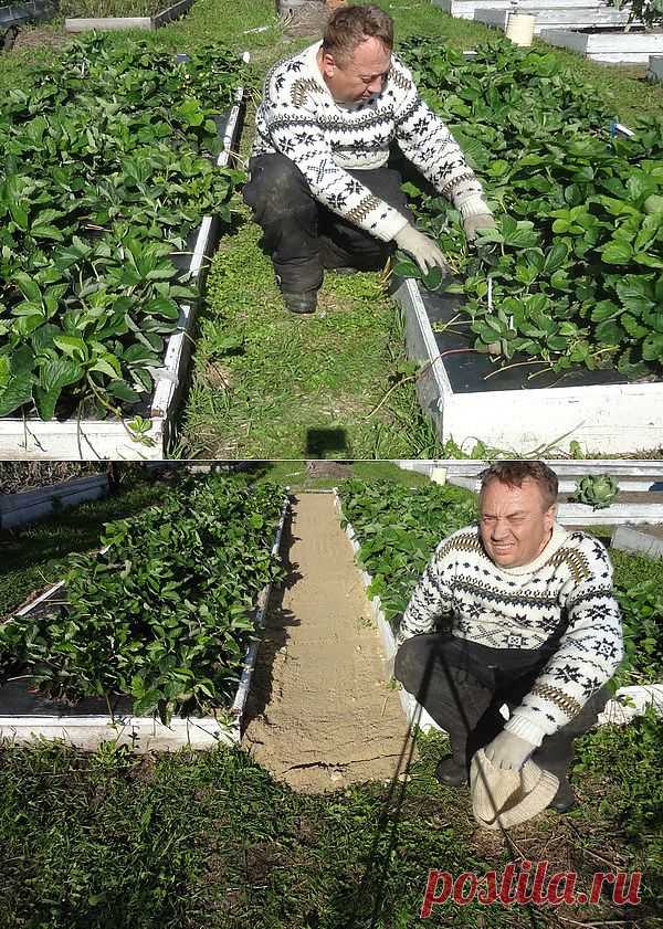 Как сделать чтобы в проходах трава не росла?.