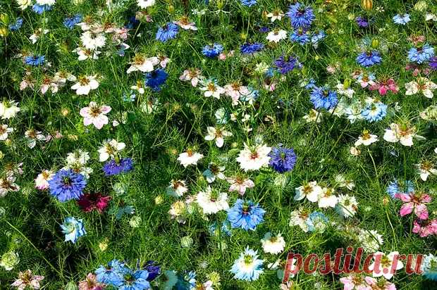 Лекарственное растение Чернушка посевная (Nigella sativa) - В мир цветов - медиаплатформа МирТесен