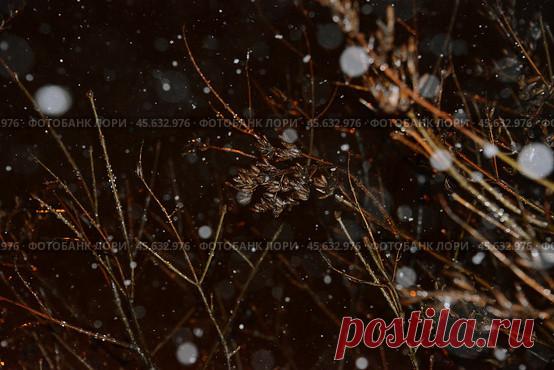 Close-up of dry branches during snowy winter night. Nature pattern background Стоковое фото, фотограф Ilaronsia / Фотобанк Лори