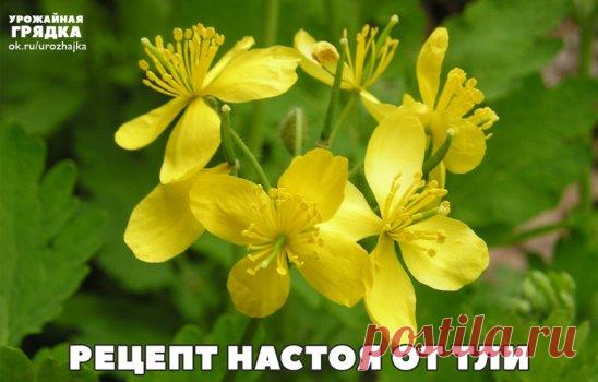 Рецепт настоя от тли
3 больших растения чистотела срезать под корень и нарезать. Залить ведром холодной воды и настоять 3 часа. Налить в глубокую миску и осторожно окунуть туда верхушки веточек, на которых поселилась тля...