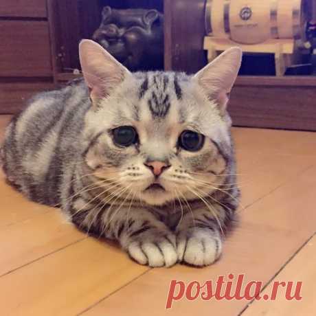 Луху - самая печальная кошка из Китая
