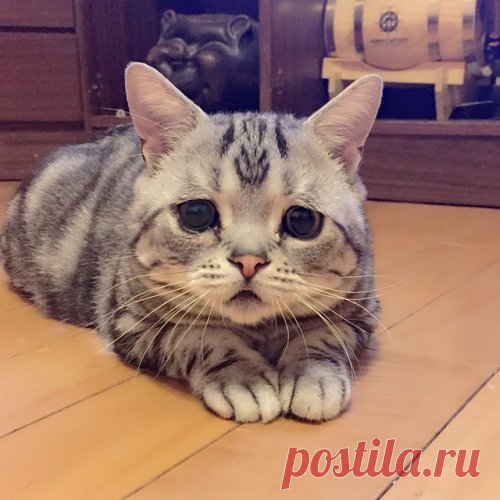 Луху, самая грустная кошечка в Интернете