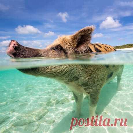 Хрюн