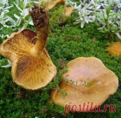 Гриб коровья губа (коровяк): характеристика и особенности приготовления