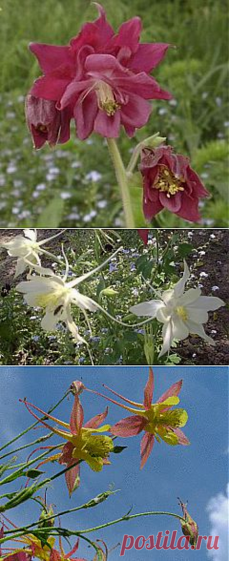 Аквилегия | 6 соток