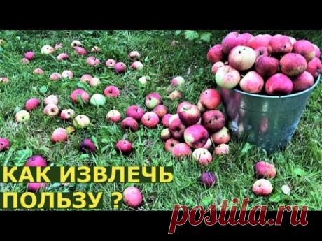 Что делать с падалицей яблок?