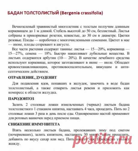 Бадан толстолистый.
Травник. Золотые рецепты народной медицины. Универсальный справочник. Москва 2007.