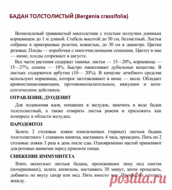 Бадан толстолистый.
Травник. Золотые рецепты народной медицины. Универсальный справочник. Москва 2007.